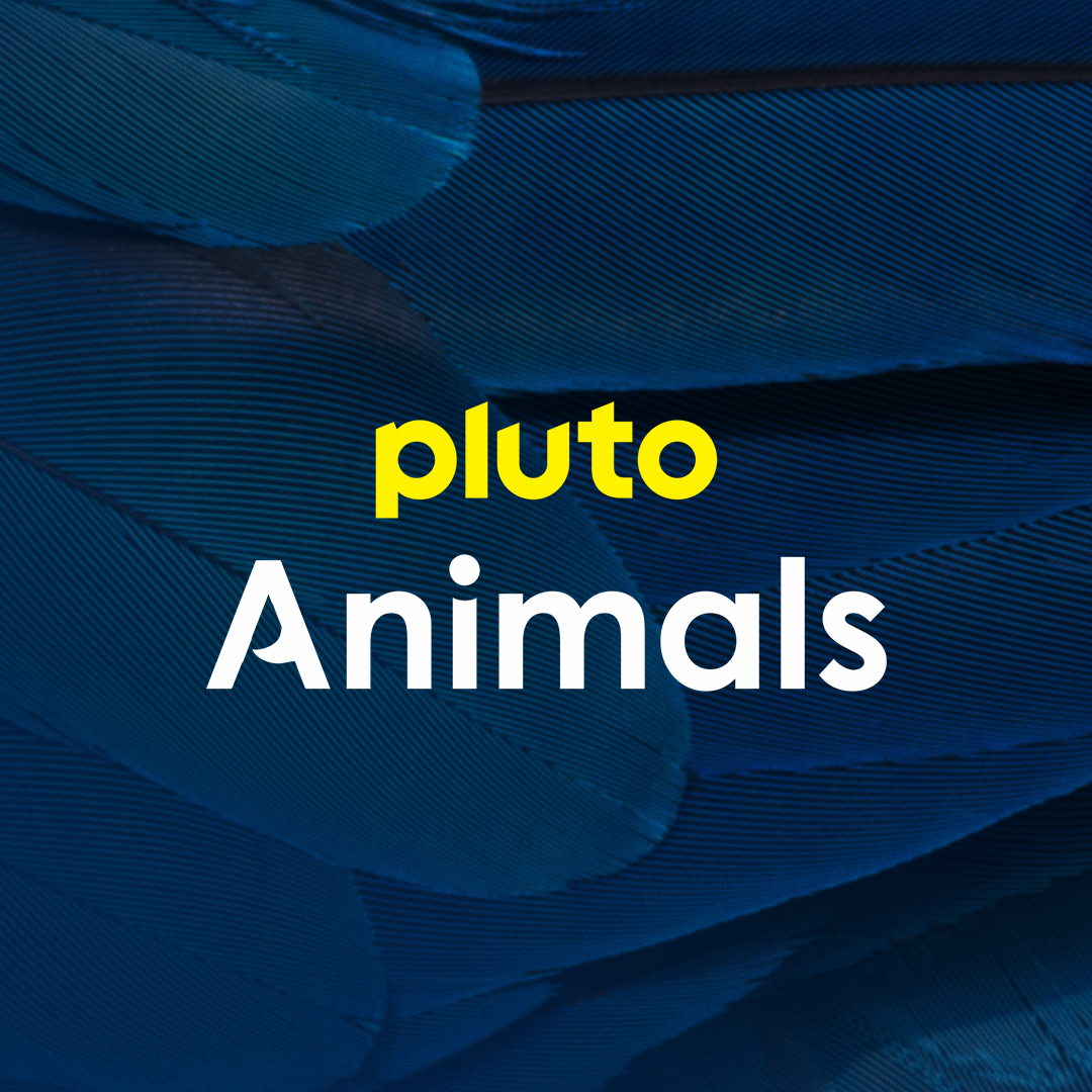 Whether it growls, hisses or hoots, you'll find it on Pluto TV Animals. If you love animals, you'll love this channel, so 'paws' whatever you're doing and tune into the wild animals, friendly pets, and every creature in between on Pluto TV Animals.