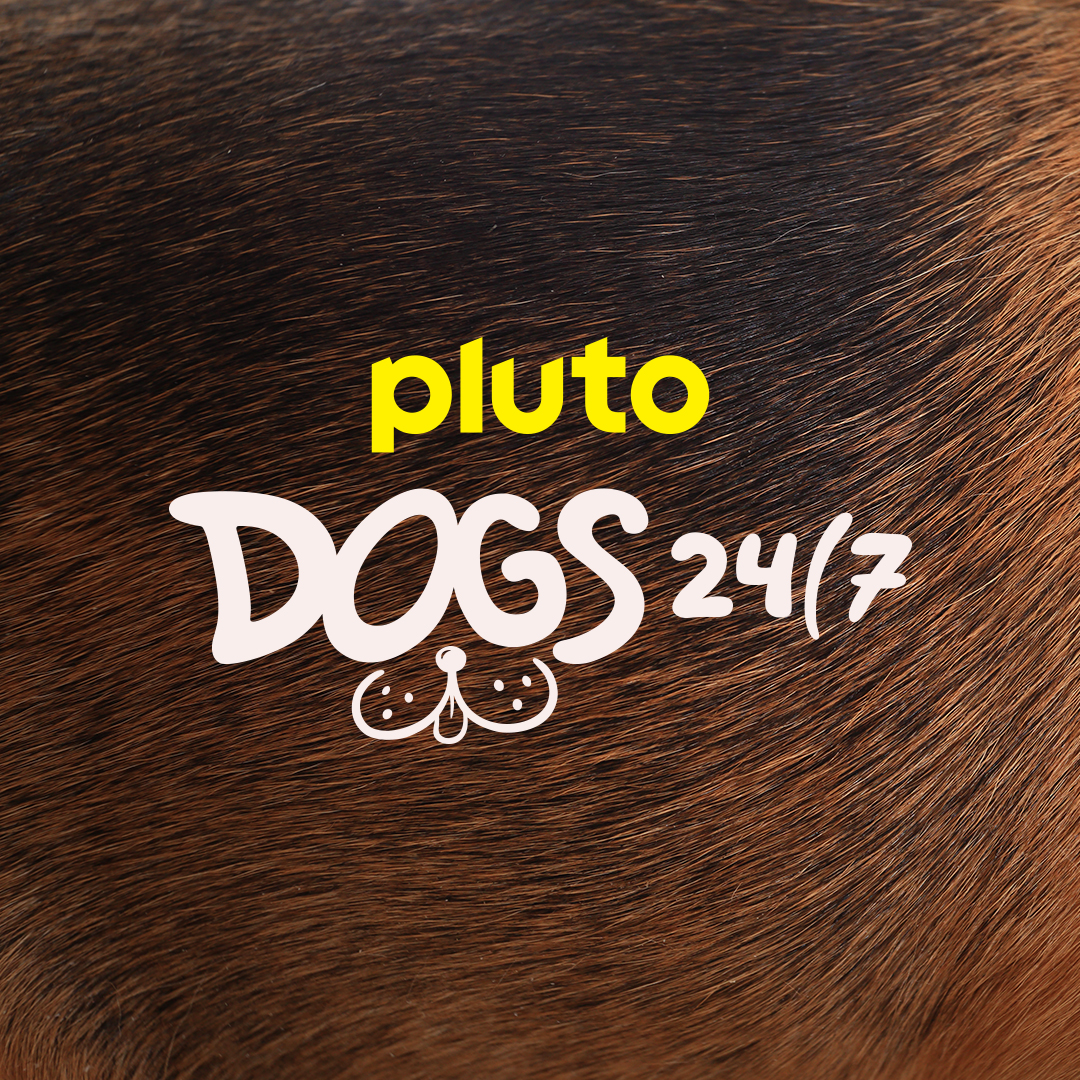 Pluto TV has really gone to the dogs. On Dogs 24/7, you’ll see great TV series, heartwarming movies, and hilarious web videos featuring man’s (and woman’s) best friend, every day of the week.