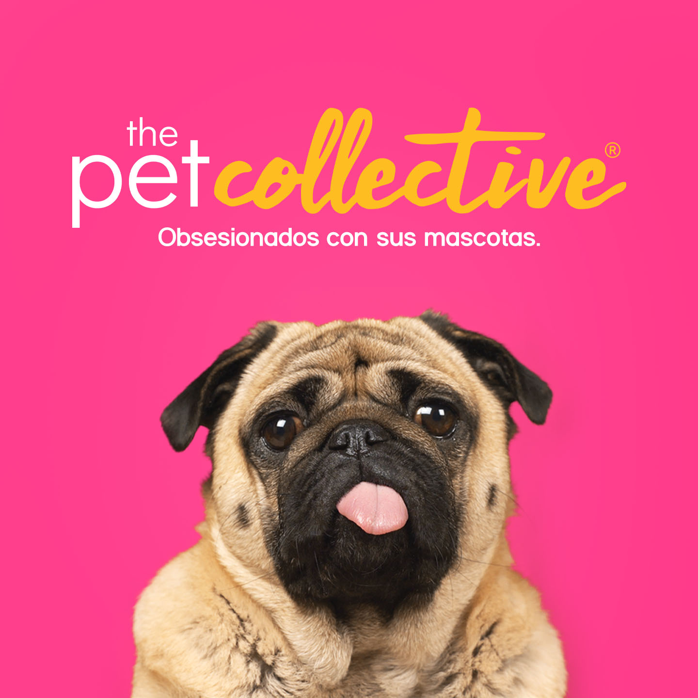 Animales y mascotas. Ciencia y amor. Emoción y humor. Todo eso y mucho más en The Pet Collective, el canal dedicado a los mejores amigos del planeta. Disfruta de los memes más divertidos y los momentos más emotivos protagonizados por animales.
