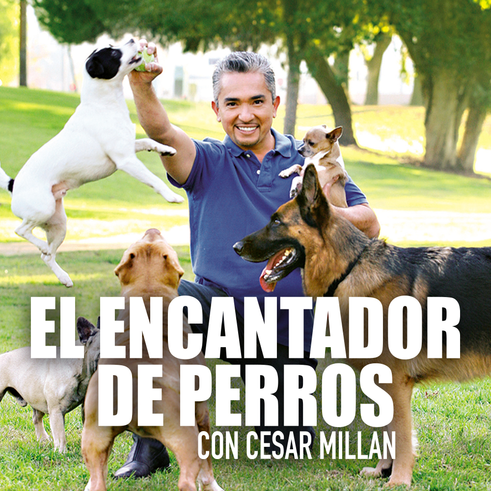 Con una habilidad única para ver el mundo a través de sus ojos, el experto en adiestramiento canino César Millán rehabilita perros conflictivos para solucionar problemas de actitud, tanto de los canes como de los dueños.