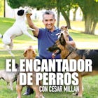 Con una habilidad única para ver el mundo a través de sus ojos, el experto en adiestramiento canino César Millán rehabilita perros conflictivos para solucionar problemas de actitud, tanto de los canes como de los dueños.