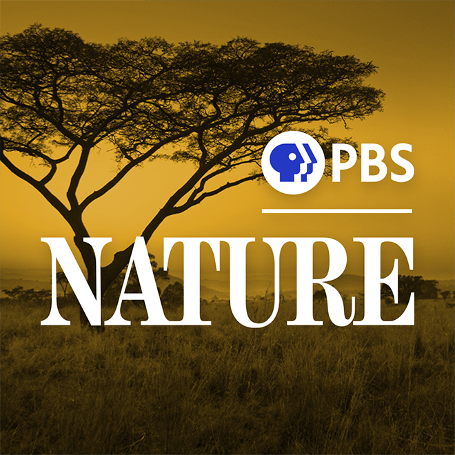 Travel the globe with PBS NATURE and bring spectacular wildlife into your home 24/7.