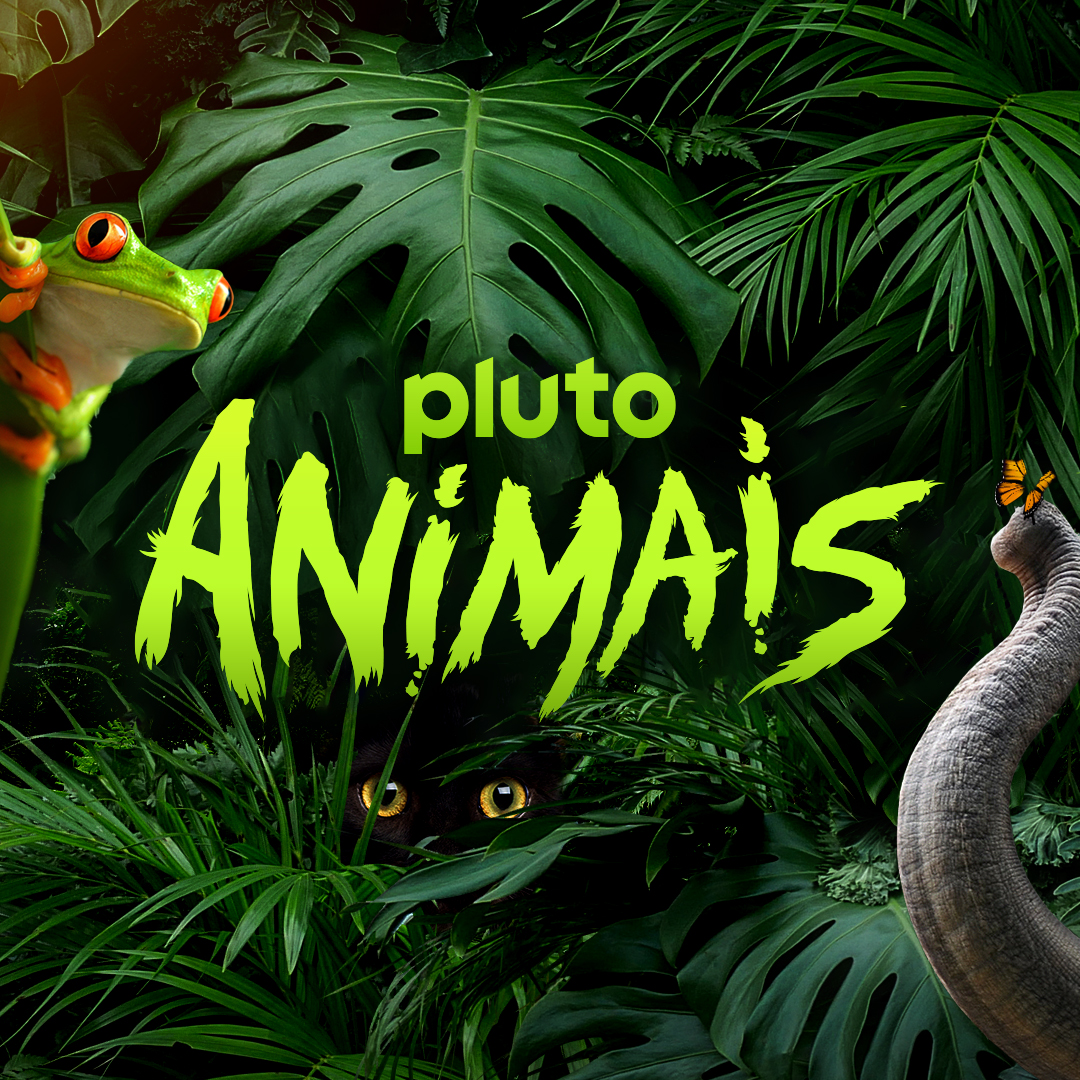 Um lugar para conhecer a diversidade e a beleza do Reino Animal, num canal inteiramente dedicado ae estes fascinantes habitantes do Planeta Terra. Pluto TV Animais. Aqui a fauna pode ser selvagem ou fofa, mas sempre é curiosa e interessante.