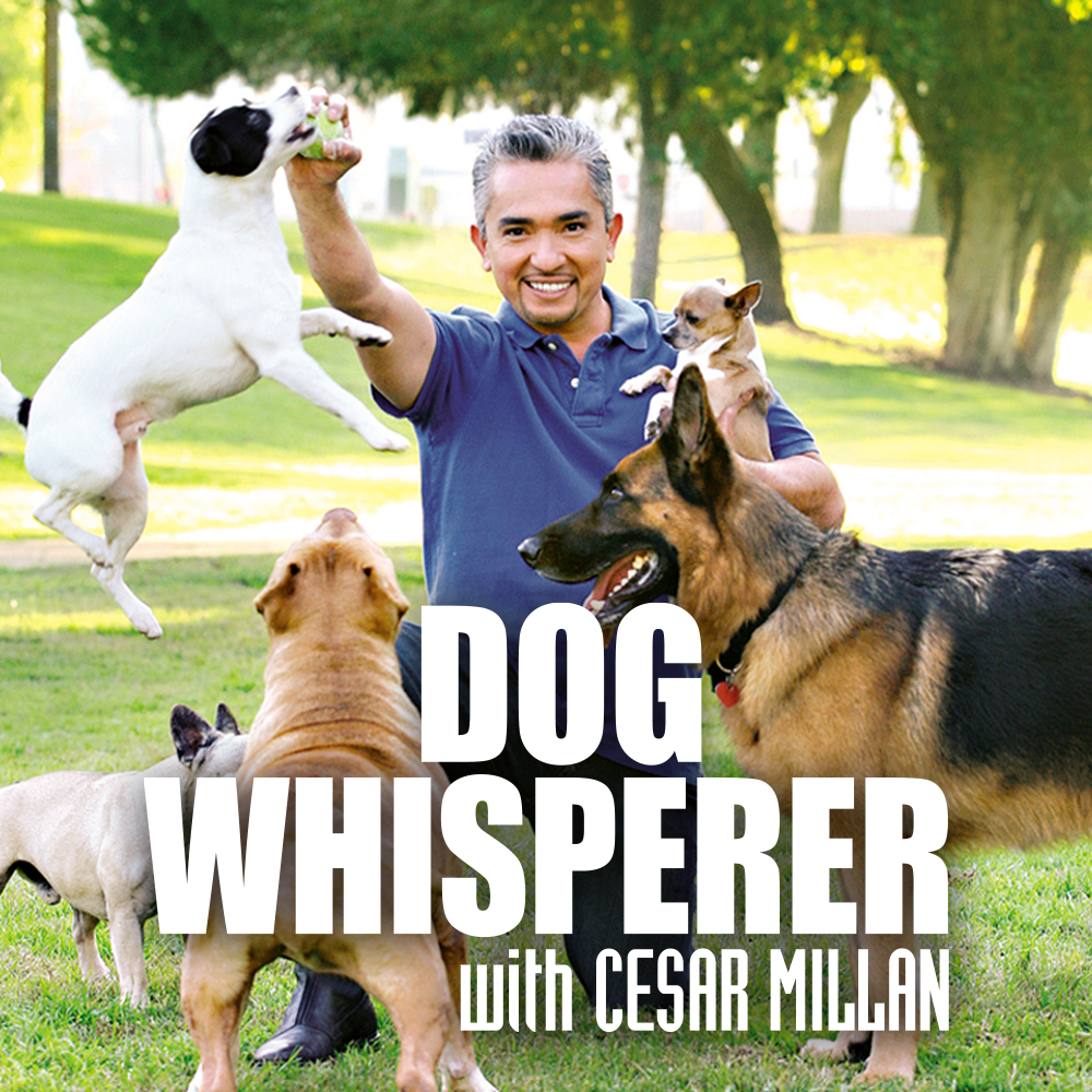 Cesar Millan möter hundar och hundägare som är i behov av hans hjälp. I varje avsnitt löser han olika utmaningar och ger tips på hur man kan bli en bättre hundägare.
