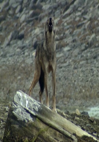 The Wolf Marine Mammal