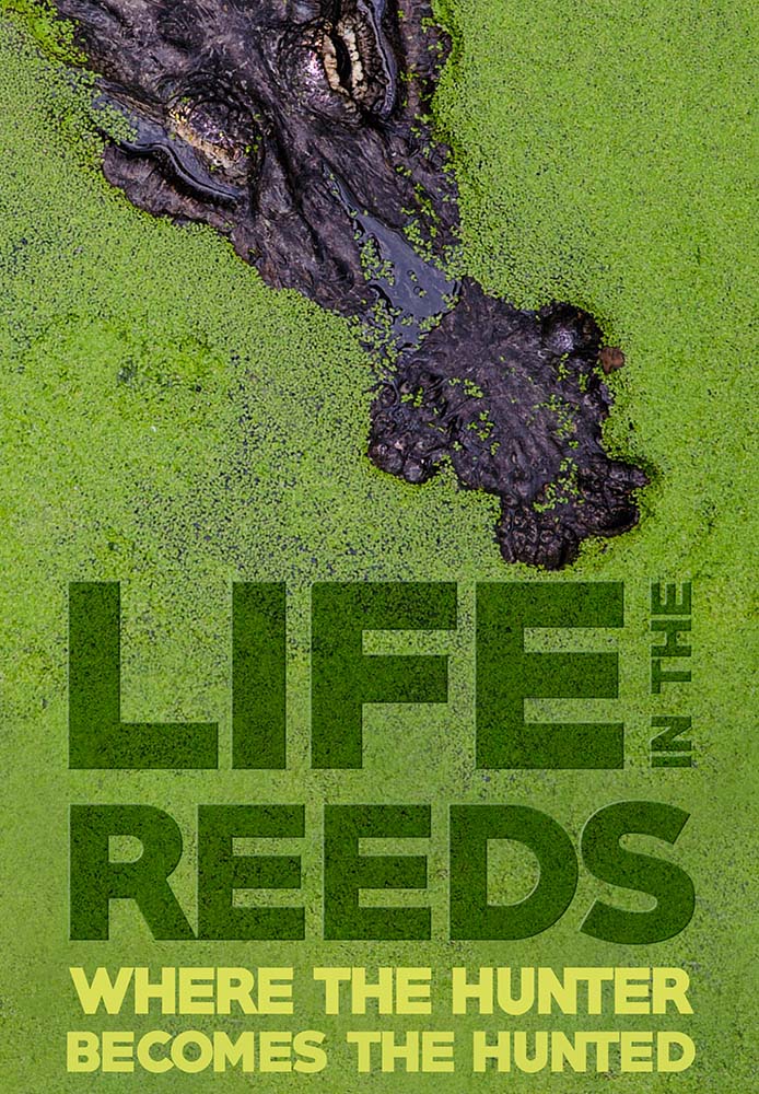 Life in the Reeds