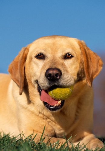 My Dog: An Unconditional Love Story