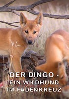 Der Dingo – Ein Wildhund im Fadenkreuz