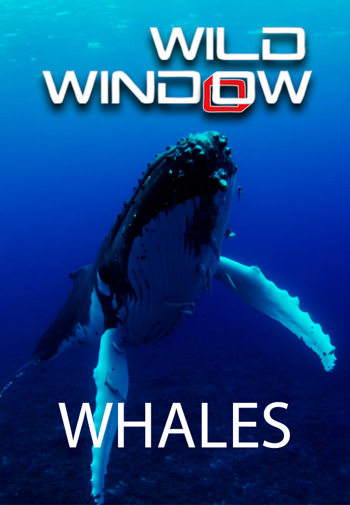 Wild Window: Whales