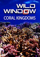Wild Window: Coral Kingdoms