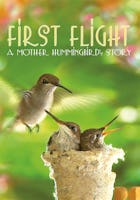 First Flight: A Mother Hummingbird's Story