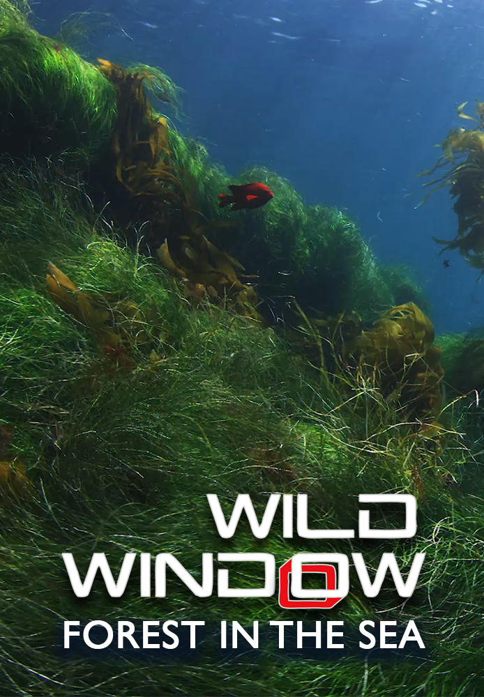 Wild Window: Forest in the Sea