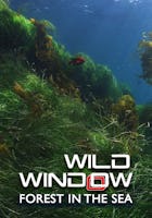 Wild Window: Forest in the Sea