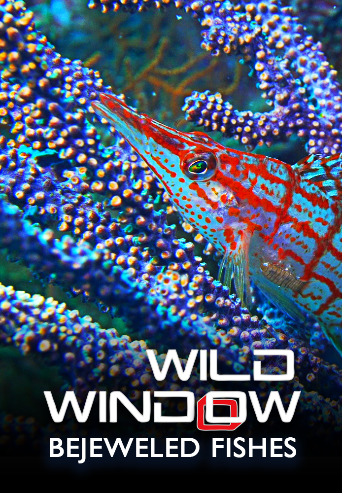 Wild Window: Bejeweled Fishes