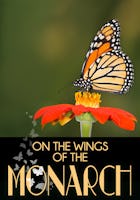 On the Wings of the Monarch