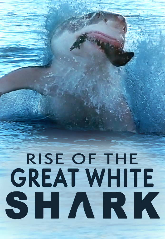 Rise of the Great White Shark