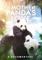 A Mother Panda's Love