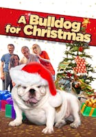 A Bulldog for Christmas