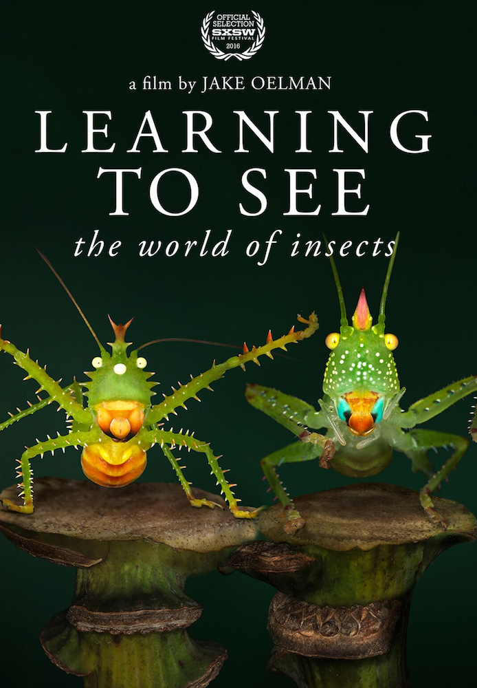 Learning To See: The World Of Insects