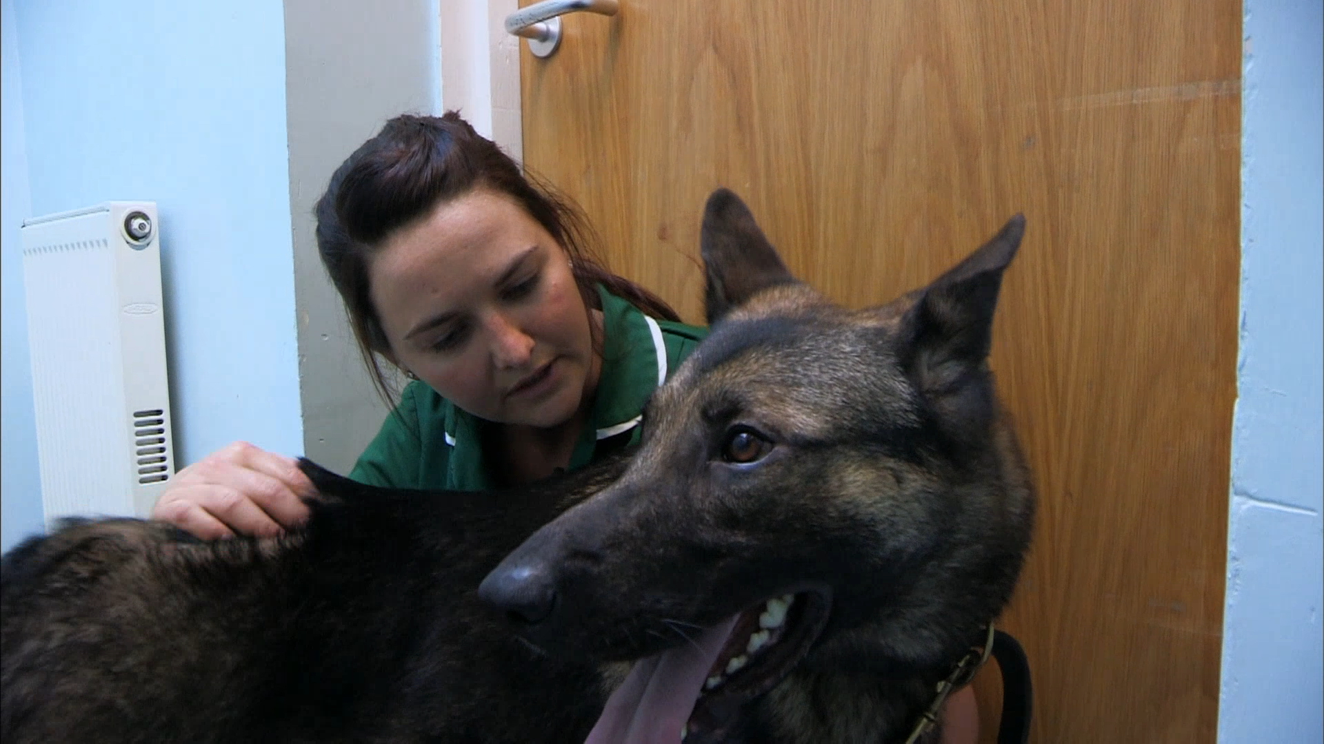 It's a Vet's Life on Pluto TV