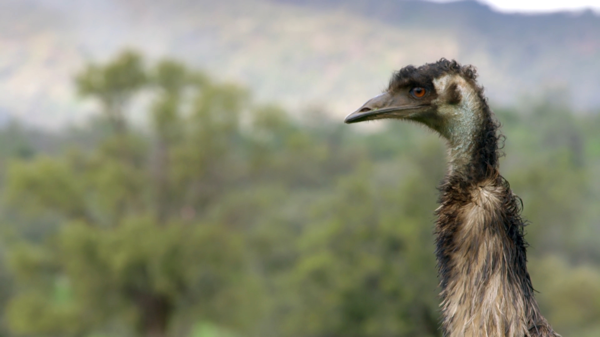 Wild Birds of Australia on Pluto TV