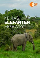 Kenias Elefanten-Highway