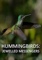 Les colibris : Des messagers à la jolie parure