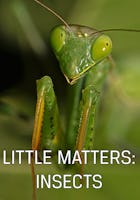 Little Matters : Le règne des insectes