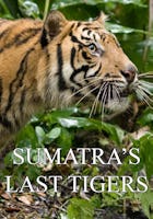 Les derniers tigres de Sumatra