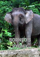 Les éléphants de Bornéo