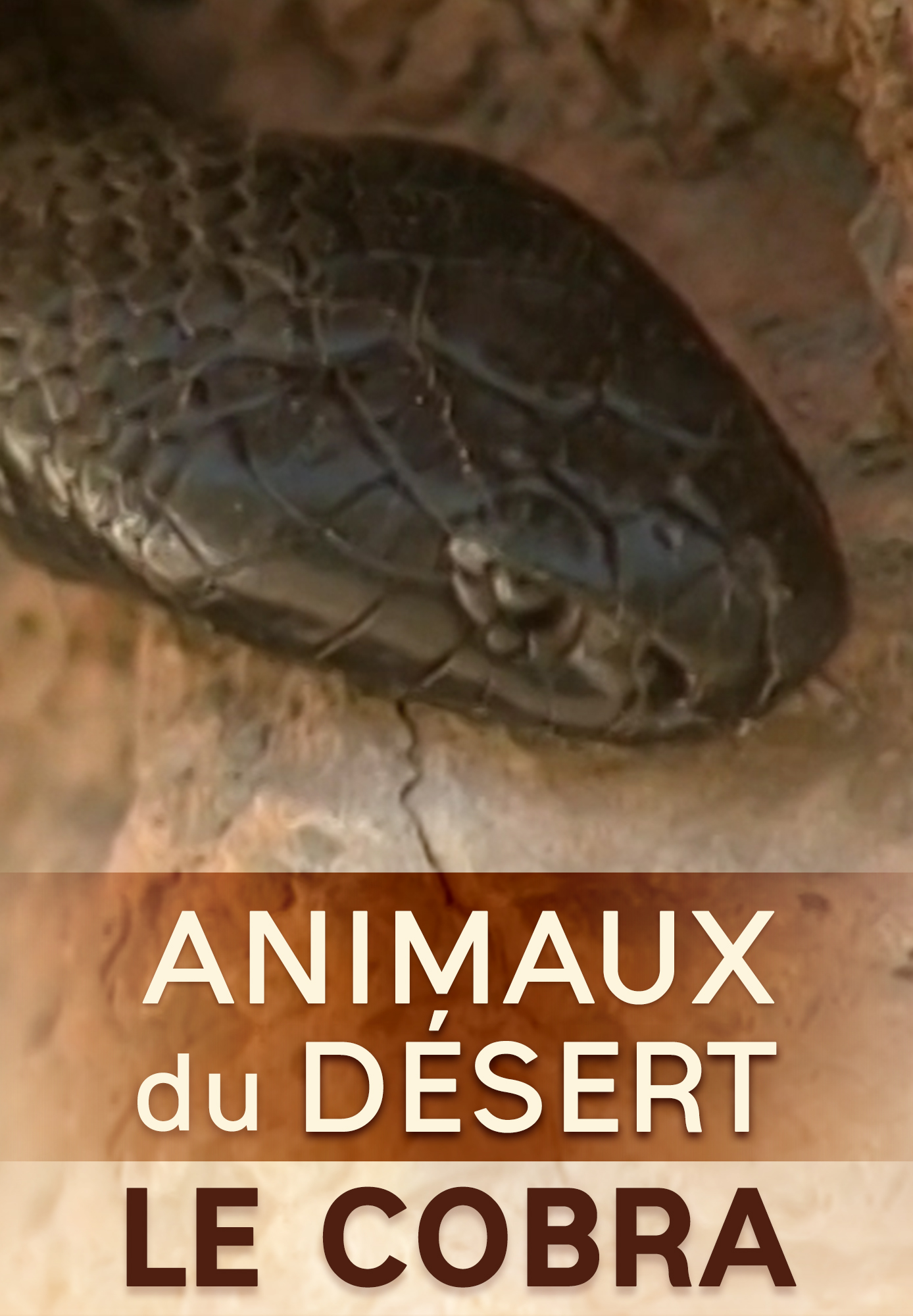 Animaux du désert : Le Cobra FR