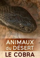 Animaux du désert : Le Cobra FR