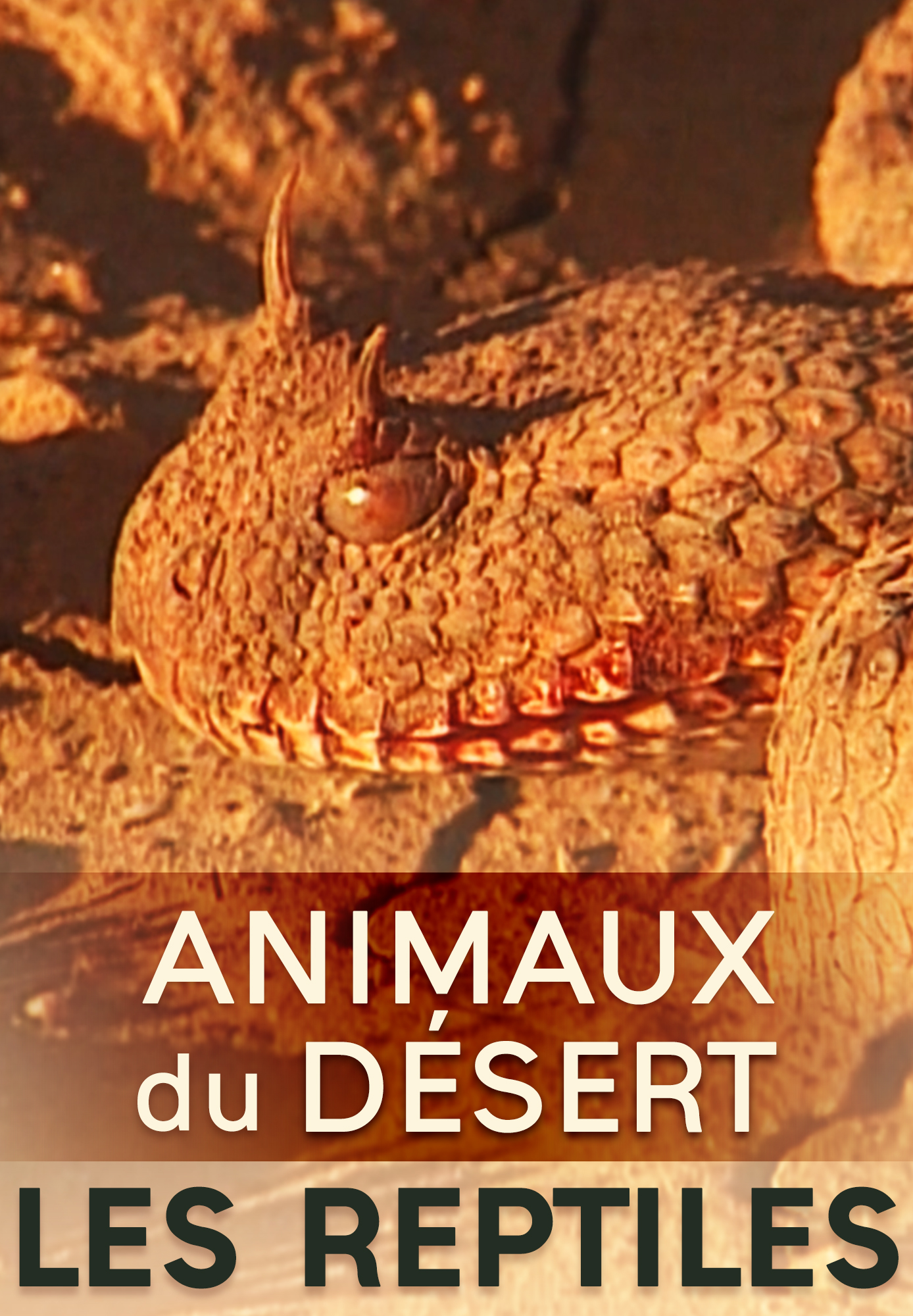 Animaux du désert : Reptiles et Cobras