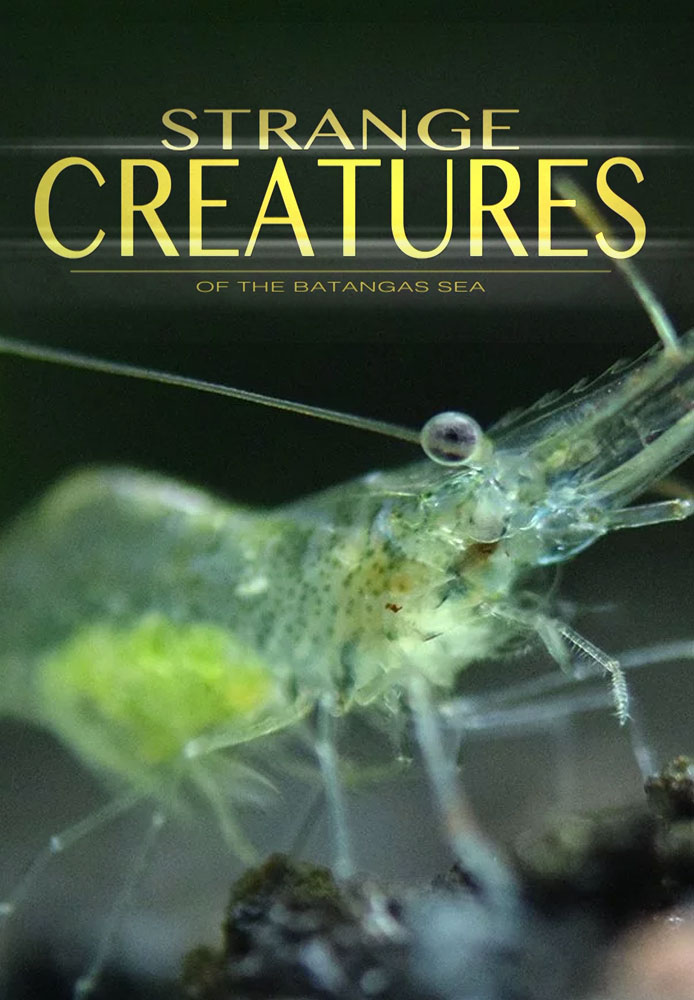 Strange Creatures