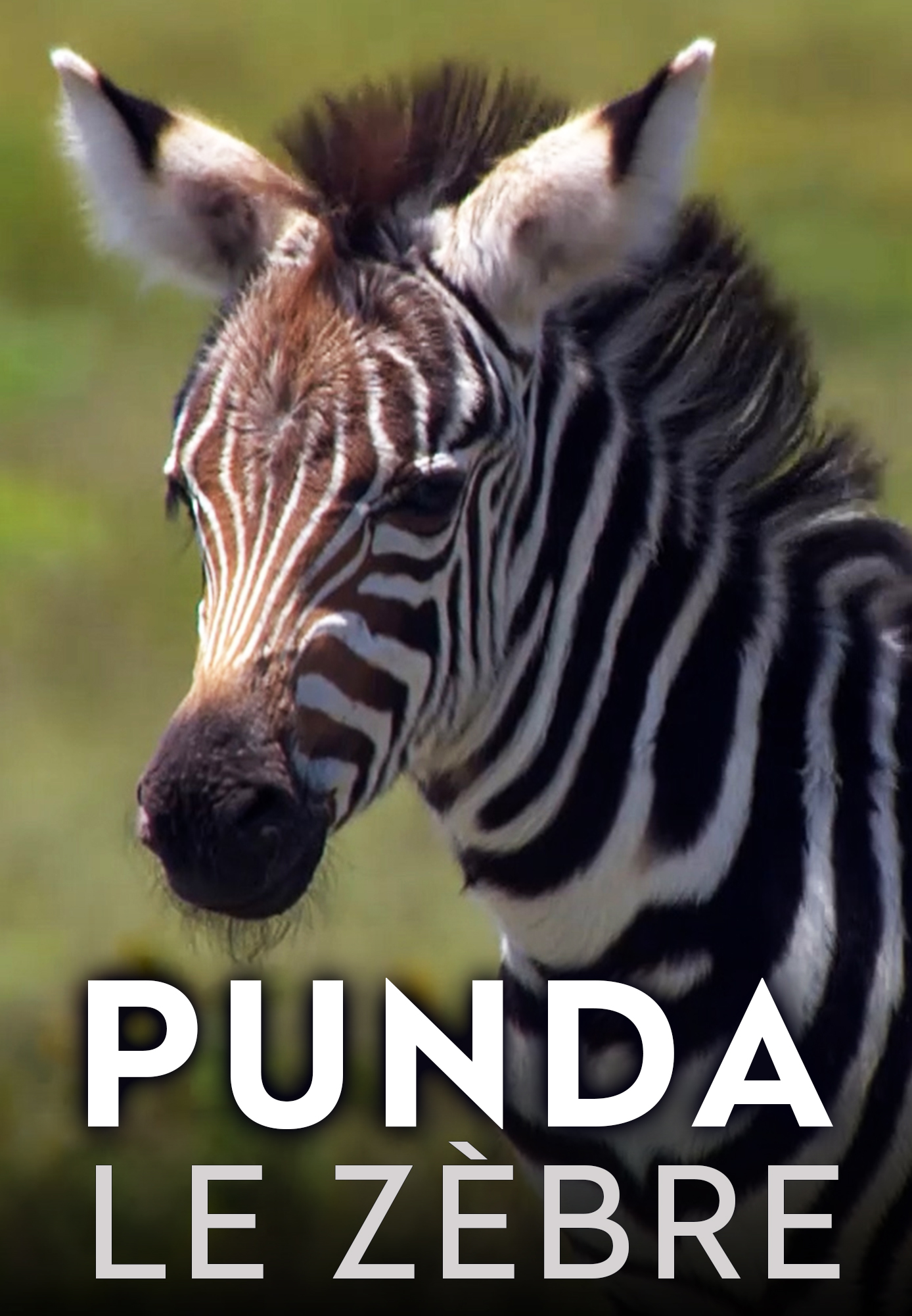 Punda, le zèbre