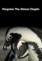 Penguins: The African Chaplin