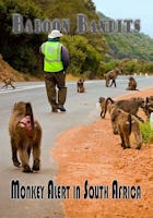 Baboon Bandits - Monkey Alert in South Africa