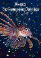 Lionfish - New Pirates of the Caribbean