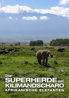 Die Superherde am Kilimandscharo - Afrikanische Elefanten