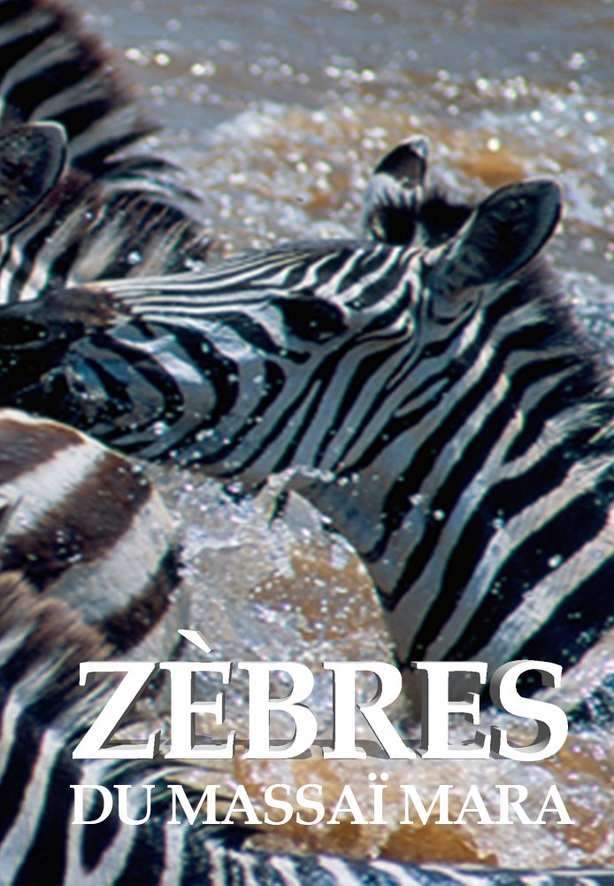 Zèbres du Massaï Mara