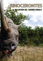 Rinocerontes, la maldición del cuerno mágico