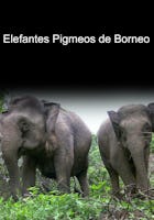 Elefantes pigmeos de Borneo