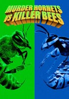 Murder Hornets Vs Killer Bees