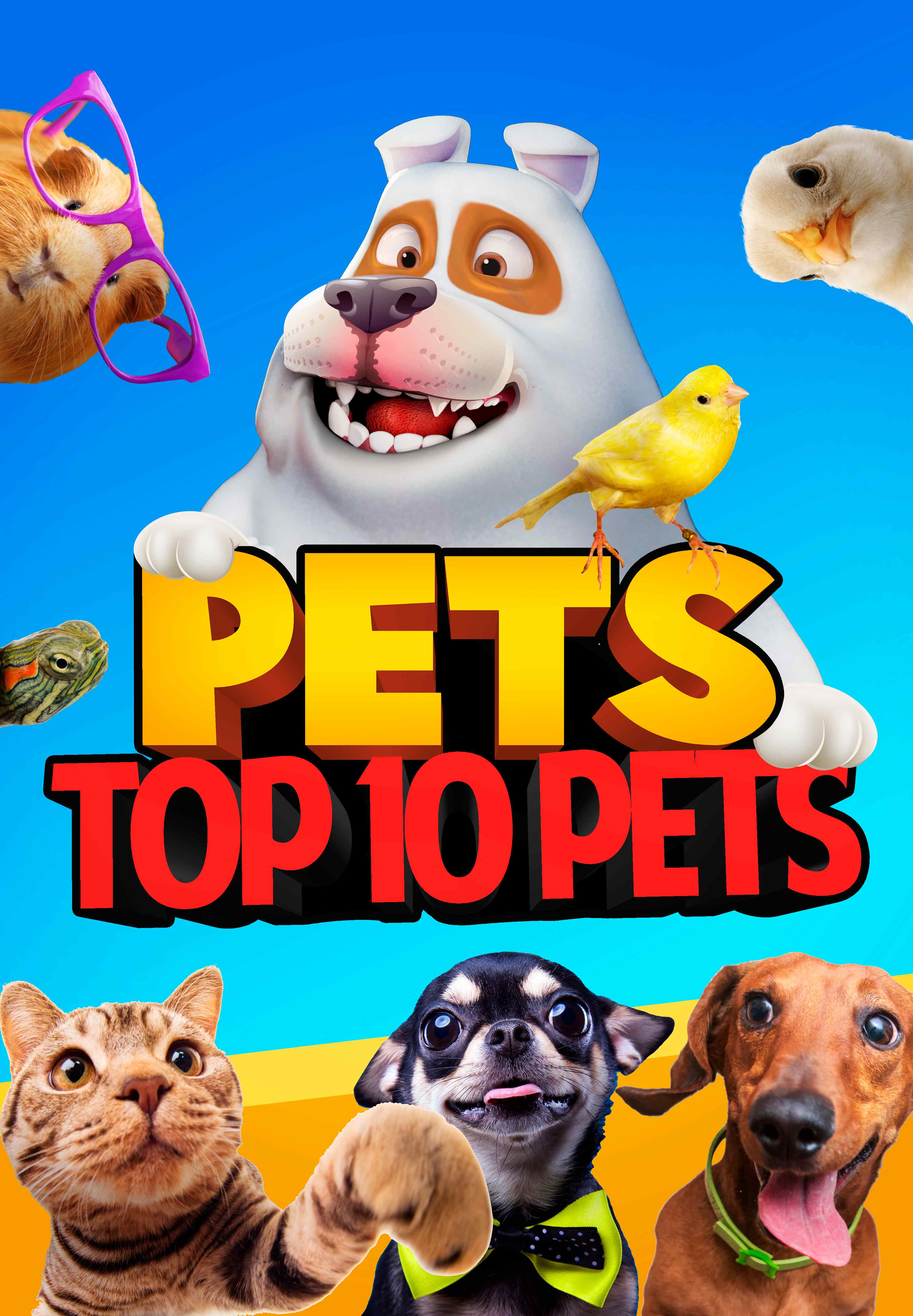 Pets: Top 10 Pets