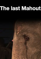 El último mahout