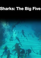 Tiburones: los cinco grandes