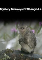 Mystery Monkeys Of Shangri-La