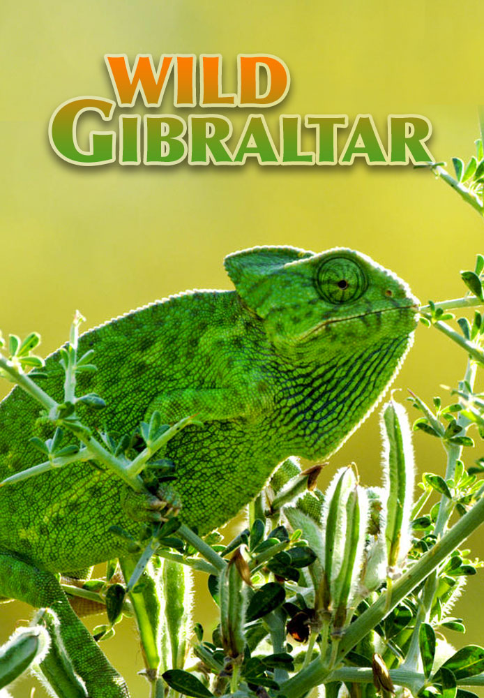 Wild Gibraltar