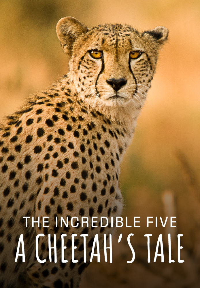 The Incredible Five - A Cheetah's Tale
