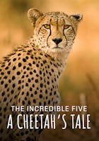 The Incredible Five - A Cheetah's Tale
